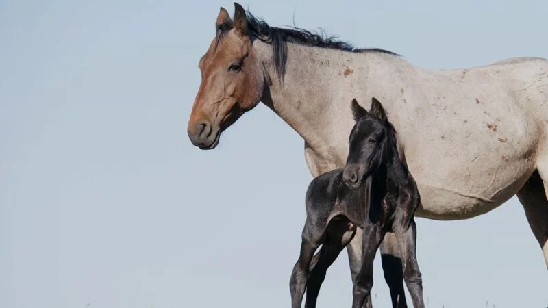 ภาพจากสารคดี Horse Power - American Legacies