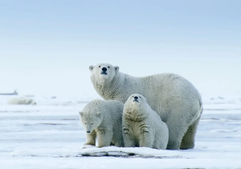 ภาพจากสารคดีเรื่อง America's Arctic - A Refuge Imperiled สู่ดินแดนอาร์กติกอันกว้างไกล