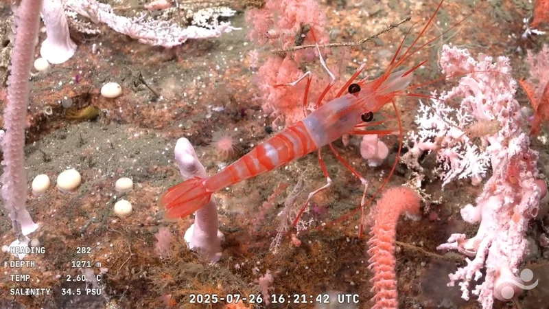 ภาพจาก: Handout/Schmidt Ocean Institute/ROV SuBastian/AFP