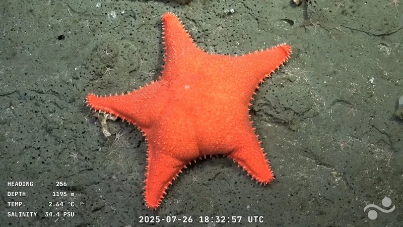 ภาพจาก: Handout/Schmidt Ocean Institute/ROV SuBastian/AFP