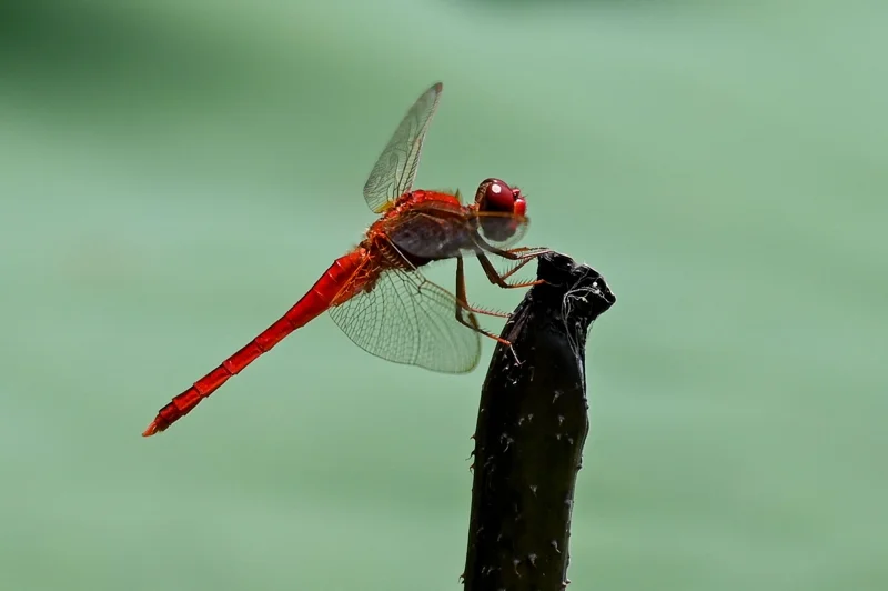 แมลงปอออกล่าเหยื่อก่อนและหลังฝนตก (Photo by Roslan RAHMAN/AFP)