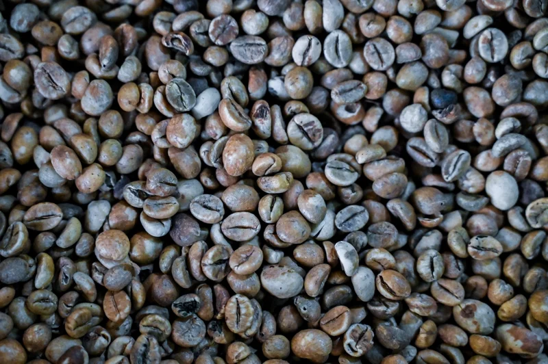 กาแฟโรบัสต้า มีปริมาณคาเฟอีนสูง ปลูกง่ายและมีราคาถูก (Photo by CHAIDEER MAHYUDDIN / AFP)