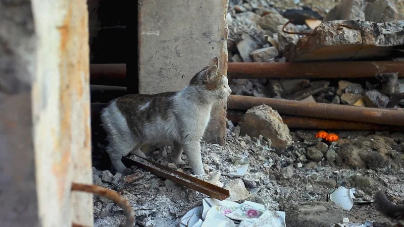 ภาพจากสารคดี US, Our Pets and The War