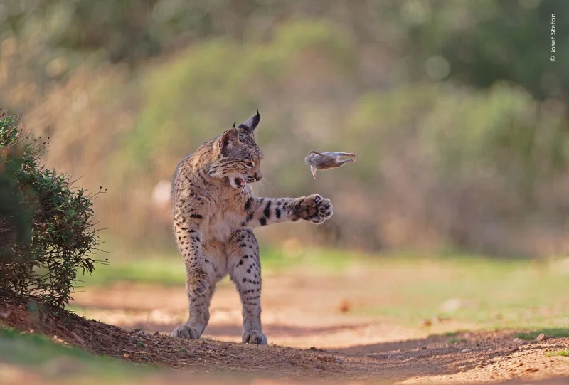 &lsquo;Flying Rodent&rsquo; ภาพลิงซ์ไอบีเรียกำลังเล่นกับเหยื่อฟันแทะตัวหนึ่งในสเปน รางวัลชนะเลิศ WPY People&rsquo;s Choice 2026 (เครดิต: Josef Stefan/Wildlife Photographer of the Year)