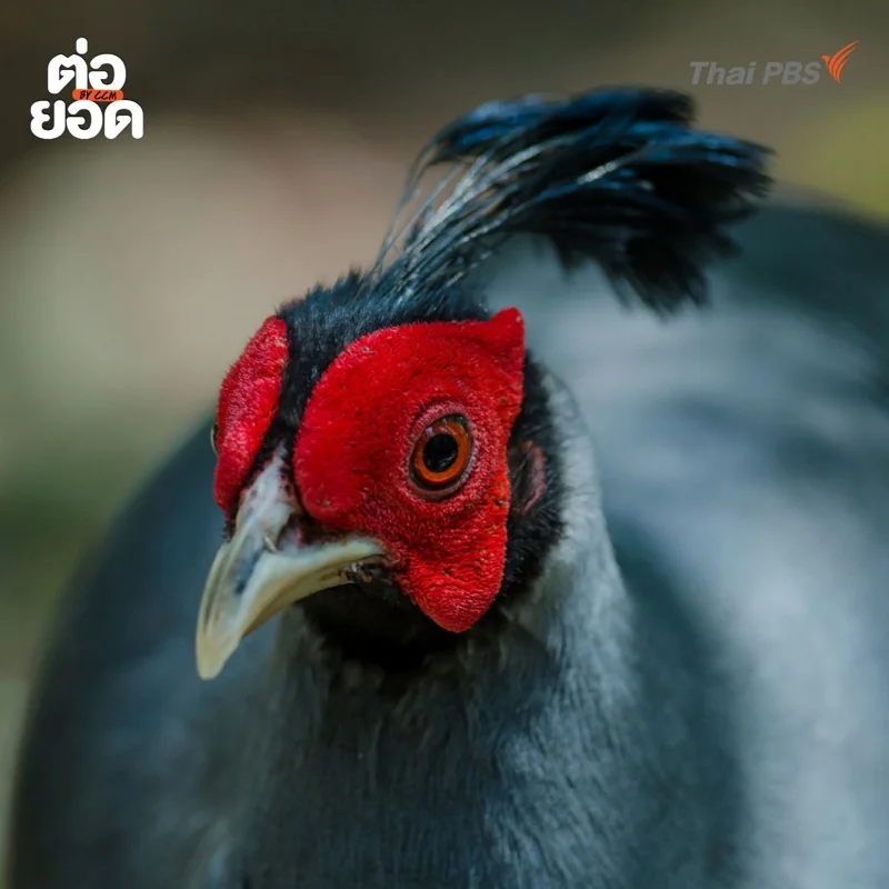 ไก่ฟ้าพญาลอ