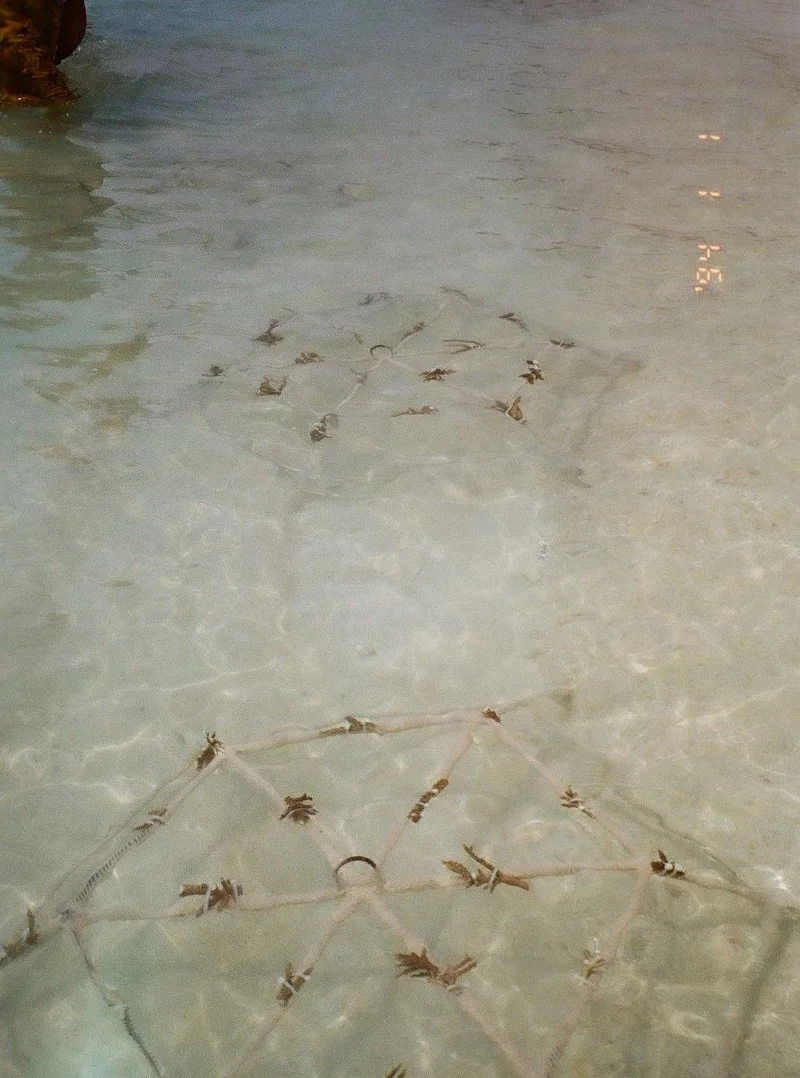 Coral planting is one way to restore the maritime ecosystem in the Maldives. (Photo: Peerachai Pasutan)