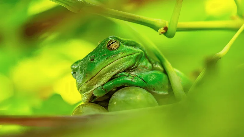 Photo : Beate Ammer/Comedy Wildlife