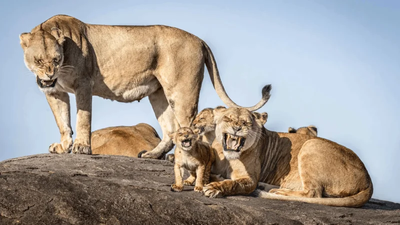 Photo : Bret Saalwaechter/Comedy Wildlife