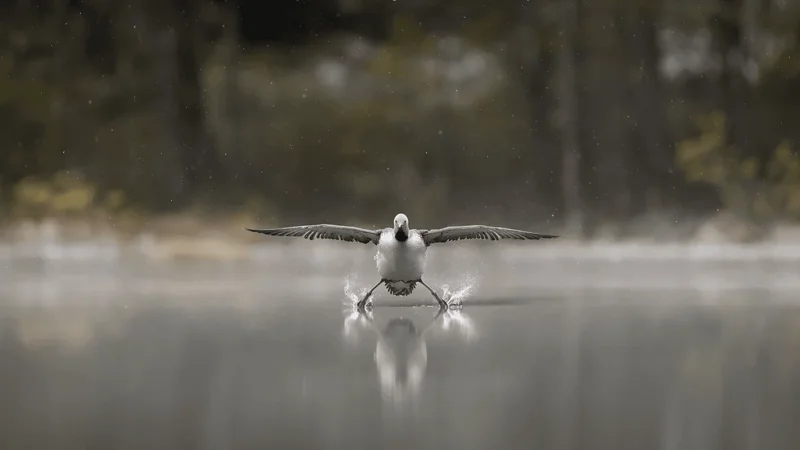 Photo : Erkko Badermann/Comedy Wildlife