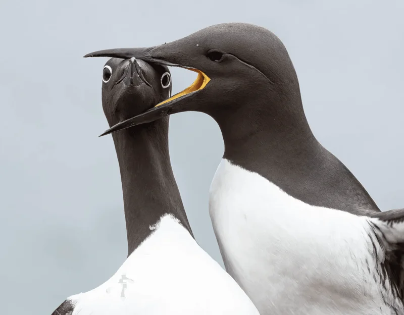Photo : Warren Price/Comedy Wildlife
