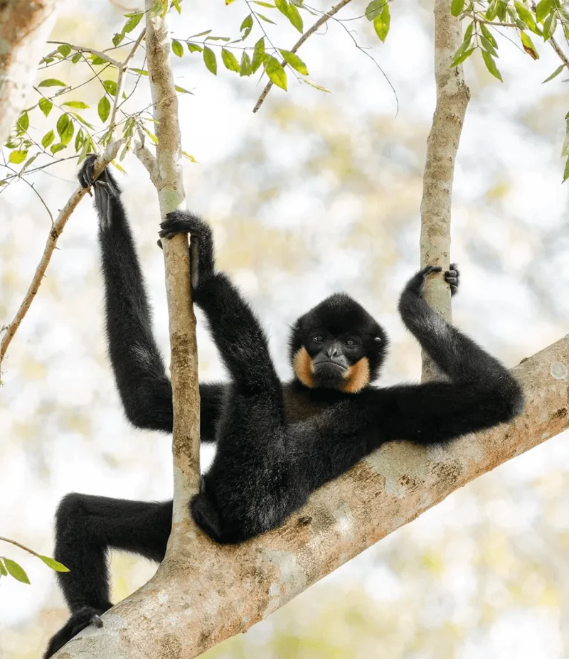 Photo : Diana Rebman/Comedy Wildlife