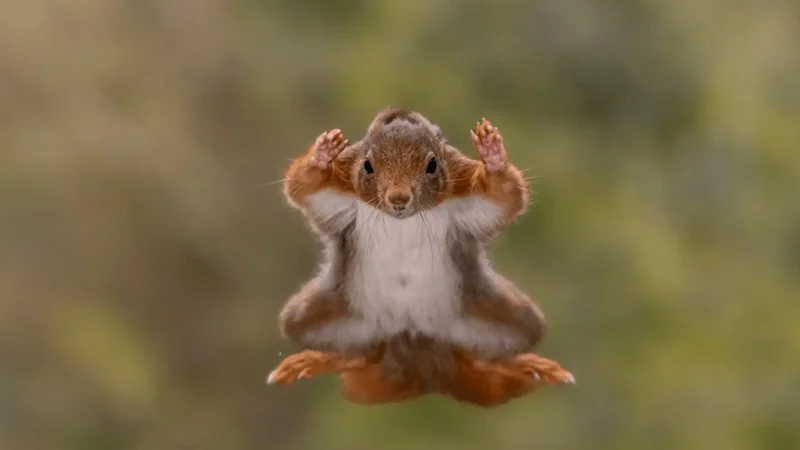 Photo : Stefan Cruysberghs/Comedy Wildlife