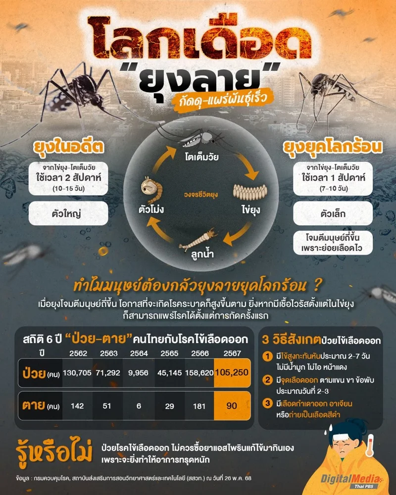 &ldquo;ยุงลาย&rdquo; กัดดุ - แพร่พันธุ์เร็ว